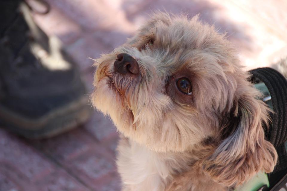 犬心お試し